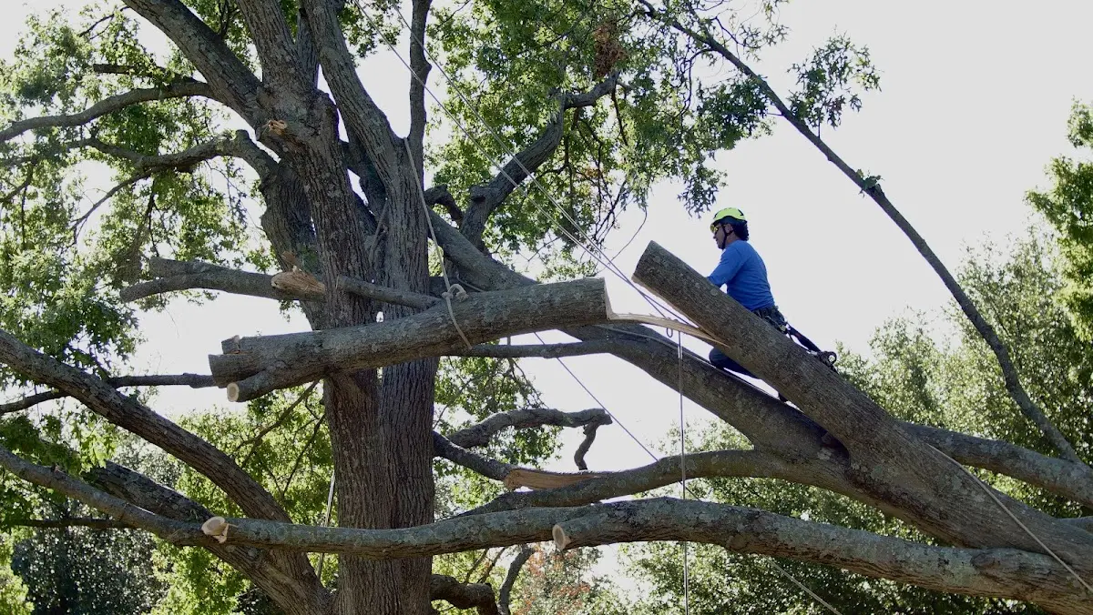 Professional Crown Thinning performed by certified arborists in Amherst Junction